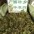 广西壮乡中草药 野生 优质 蛇莓 产地 广西柳州